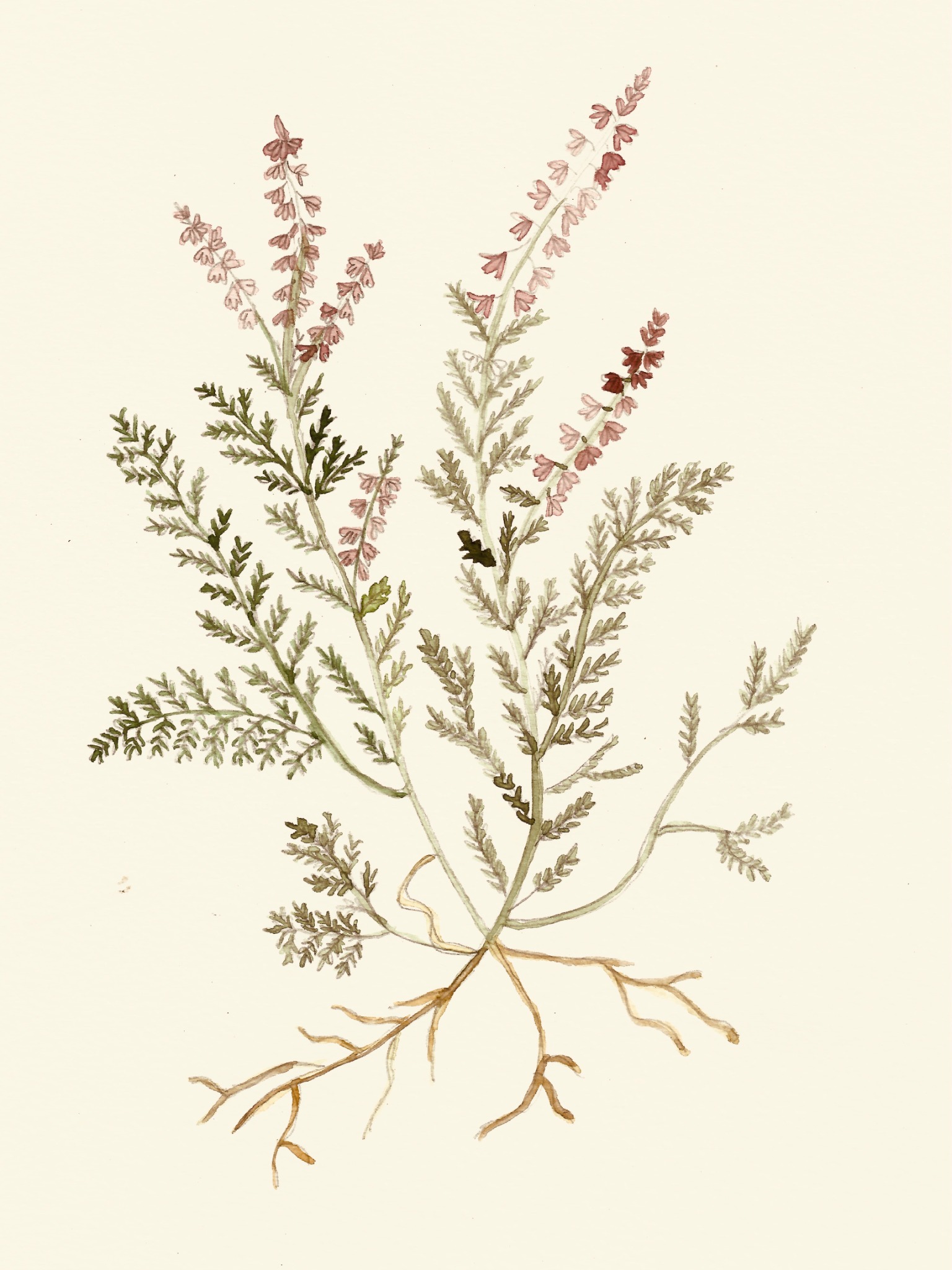 Branche de bruyère rose avec ses racines, peinte à l’aquarelle