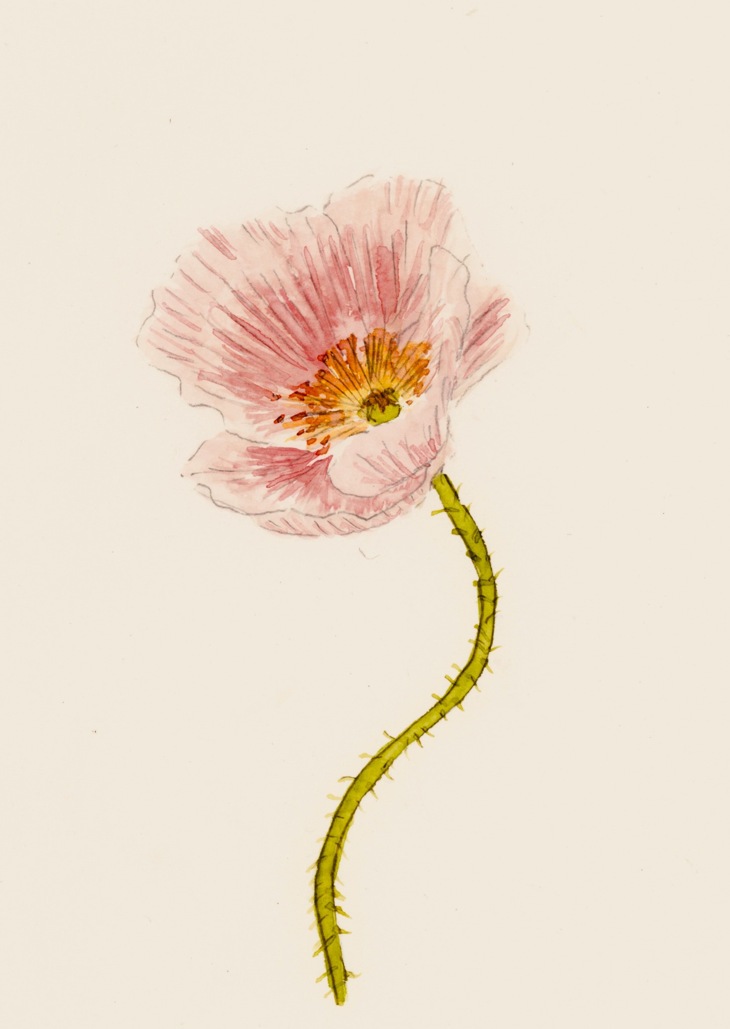 Fleur rose au cœur jaune sur une tige verte