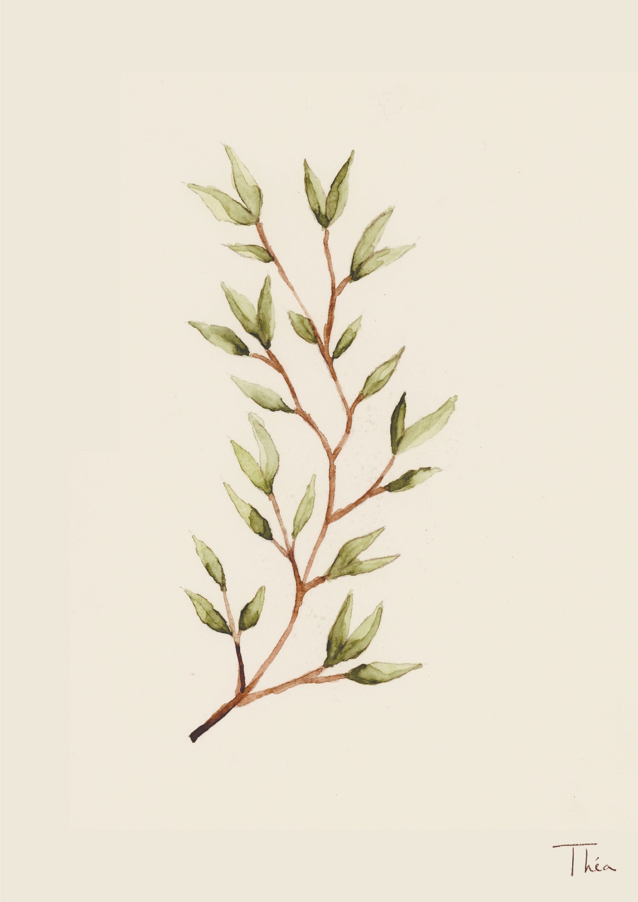 Branche aux fines feuilles vertes peinte à l’aquarelle
