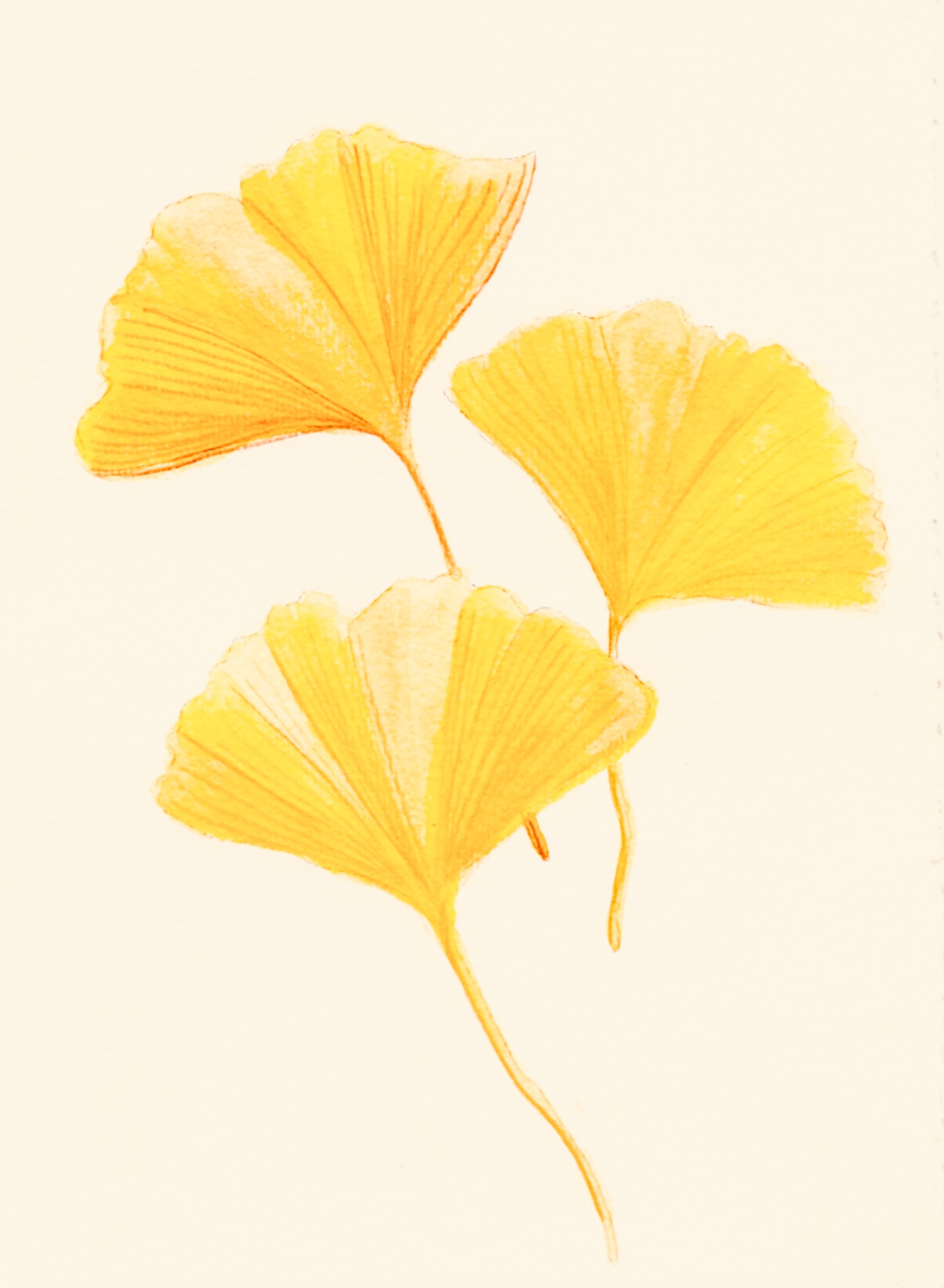 Feuilles de ginkgo jaunes peintes à l’aquarelle