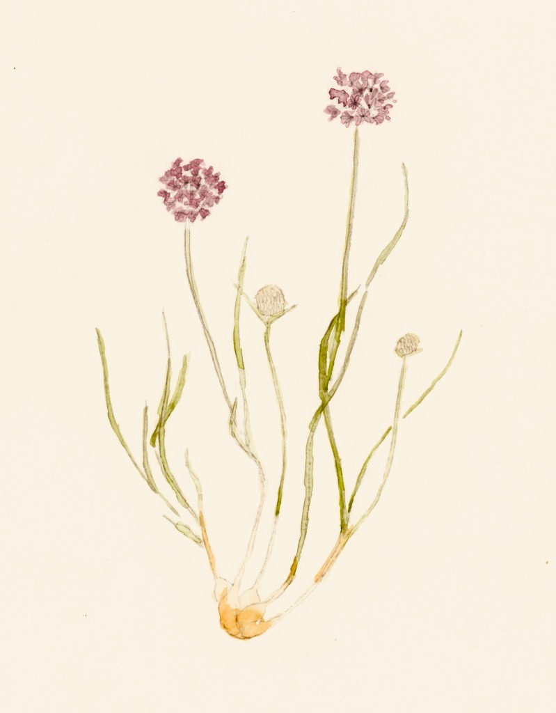 Petites fleurs mauves avec leurs feuilles et leurs bulbes