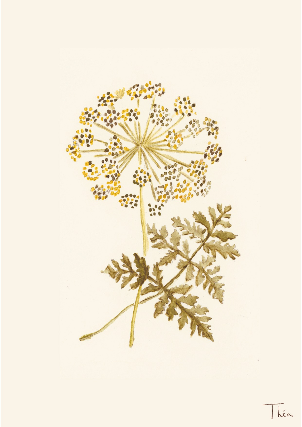 Ombelle de petites fleurs jaunes et feuillage découpé à l’aquarelle