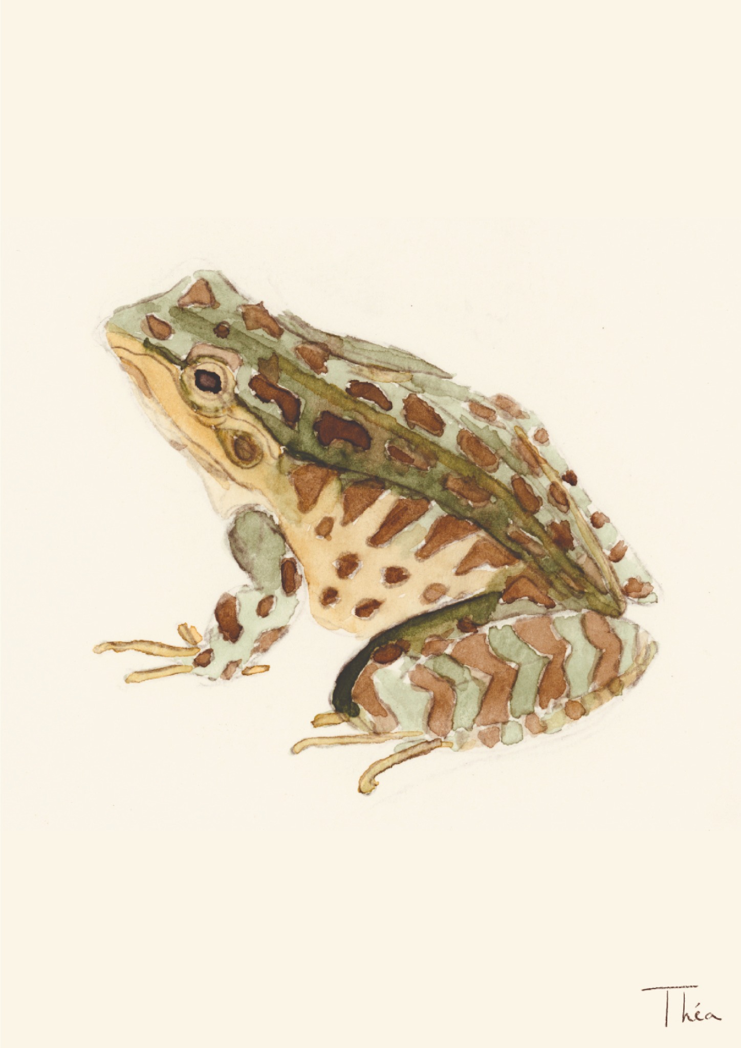 Grenouille verte et brune peinte à l’aquarelle
