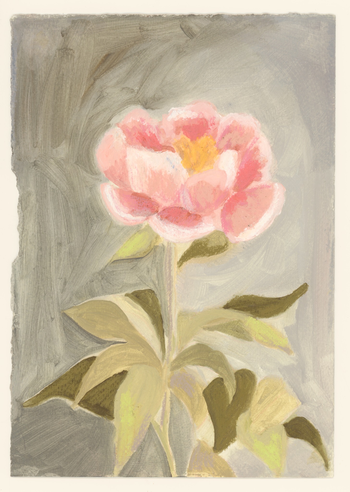 Pivoine rose peinte sur fond gris