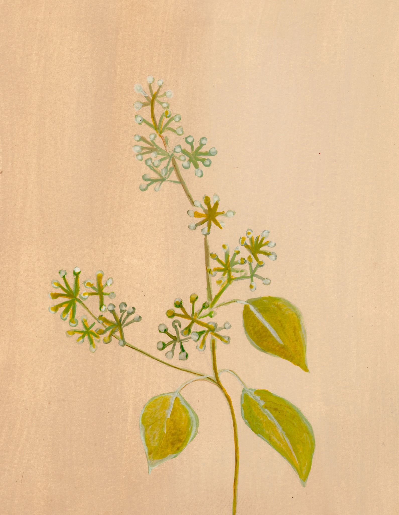 Tige aux feuilles vertes et aux petites fleurs pâles sur fond ocre